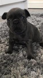 Franz?sische Bulldogge