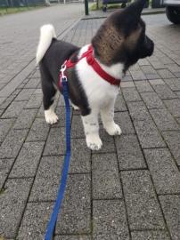 American Akita Welpen