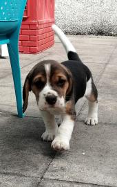 Sch?ne Beagle-Welpen bereit