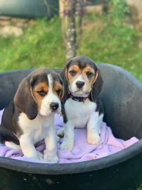 Sch?ne Beagle-Welpen bereit