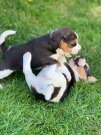 Sch?ne Beagle-Welpen bereit
