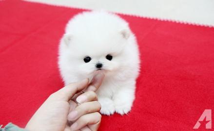 Zwergspitz /Pomeranian mit Stammbaum