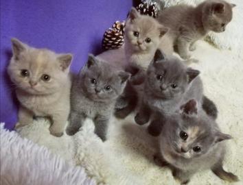 BKH Kitten sucht liebe volle Familien