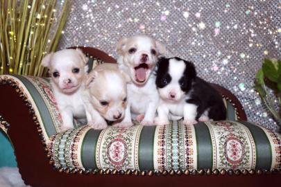 S��e Chihuahua Welpen abzugeben