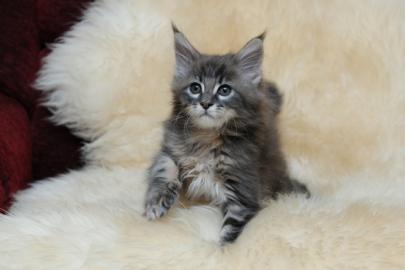 Stammbaum Maine coon  K�tzchen