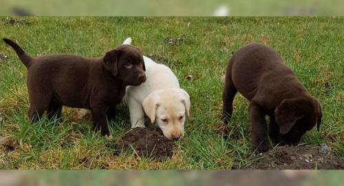 Bildsch�ne Labrador Welpen mit Papieren