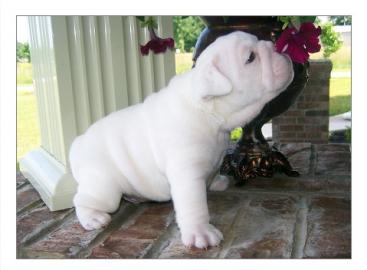 Englische Bulldogge Welpen 12 Wochen alt