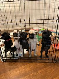 S?sse Mops Welpen 12 Wochen Alt