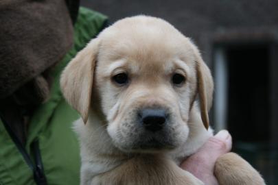 Bildsch�ne Labrador Retriever Welpen