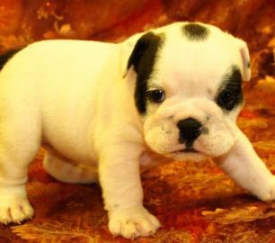 Englisch Bulldogge Welpen. . . . . . 
