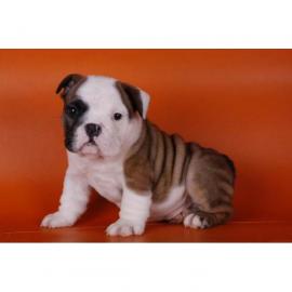 Englisch Bulldogge Welpen. . . . . . 