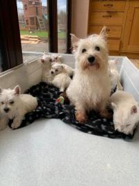 Kc registrierte West Highland Terrier
