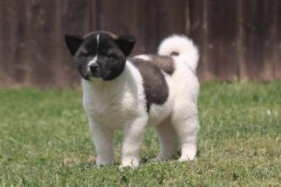 Akira puppy with papers