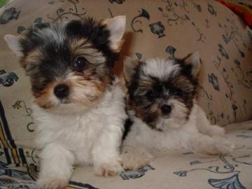 Reinrassiger Yorkie Welpen
