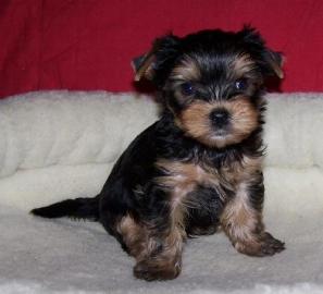 Reinrassiger Yorkie Welpen