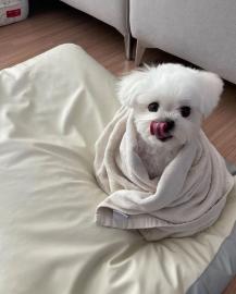 Malteser welpen