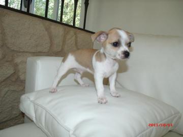 CHIHUAHUA WELPEN ABZUGEBEN