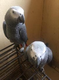 Healthy African Grey Parrot