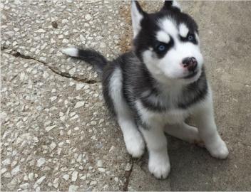 Siberian Husky Welpen
