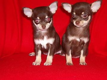 Chihuahua  welpen
