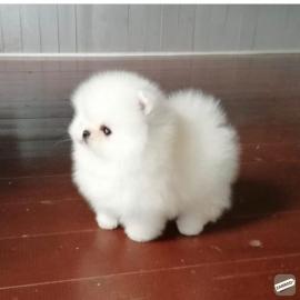 Zwergspitz/ Pomeranian mit Stammbaum . Wh