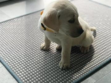 Labrador Welpen mit Papieren whatsapp Nu