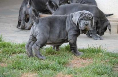 Mastino Napoletano Welpen FCI