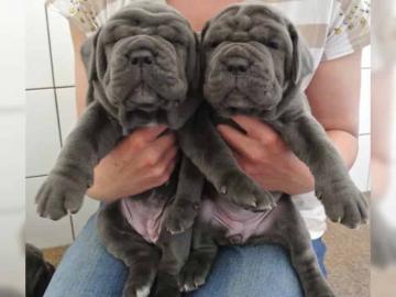 Mastino Napoletano Welpen FCI