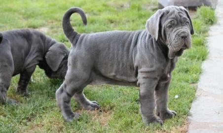 Mastino Napoletano Welpen FCI