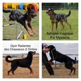 Beauceron Welpen mit FCI Papieren