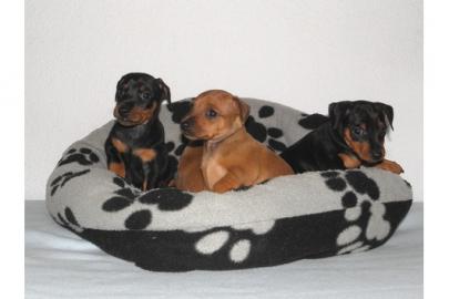 Zwergpinscher-Zwergrehpinscher-Rehpinsch