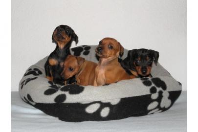 Zwergpinscher-Zwergrehpinscher-Rehpinsch