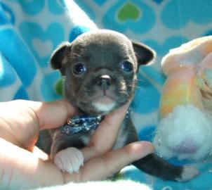 Mini Chihuahua Babys fur 285 euro in (La