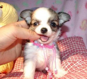 Top Chihuahua KH Welpen