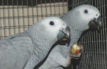 Graupapageien zur kostenlosen Adoption