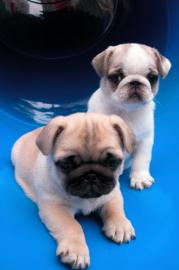 Noch zwei s��e Mops Welpen