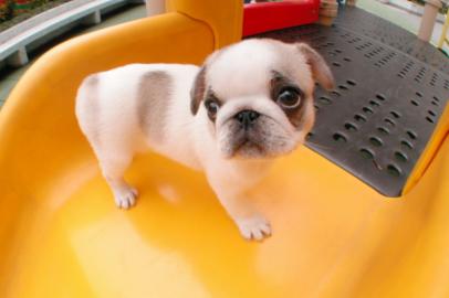 Noch zwei s��e Mops Welpen