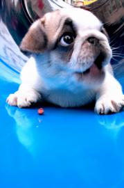 Noch zwei s��e Mops Welpen