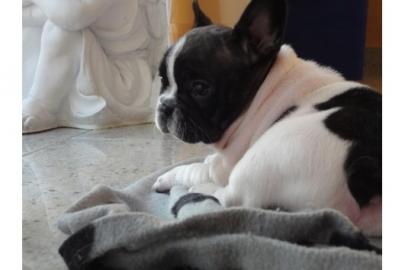 S��e Franz�sische Bulldogge welpen