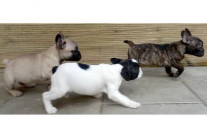S��e Franz�sische Bulldogge welpen