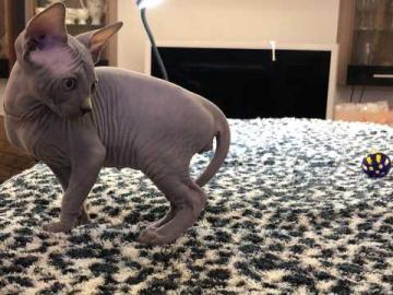 Sch�ne Sphynx K�tzchen