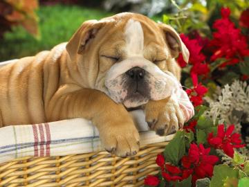 Reinrassige Englische Bulldoggen Welpen