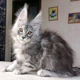 Reinrassige Maine-Coon-K�tzchen