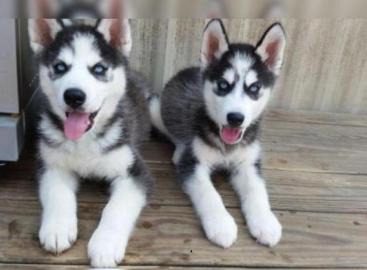 Siberian husky welpen