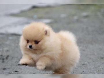 Zwergspitz /Pomeranian mit Stammbaum