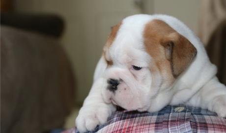 Englische Bulldogge,Eb Welpe, Englishe B