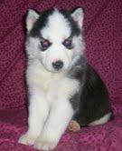 Siberian-Husky-Welpen