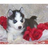 Siberian-Husky-Welpen