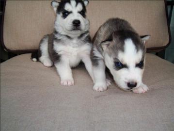Entz?ckender Siberian Husky-Welpe
