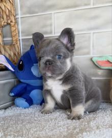 Franz�sische Bulldoggen-Welpen